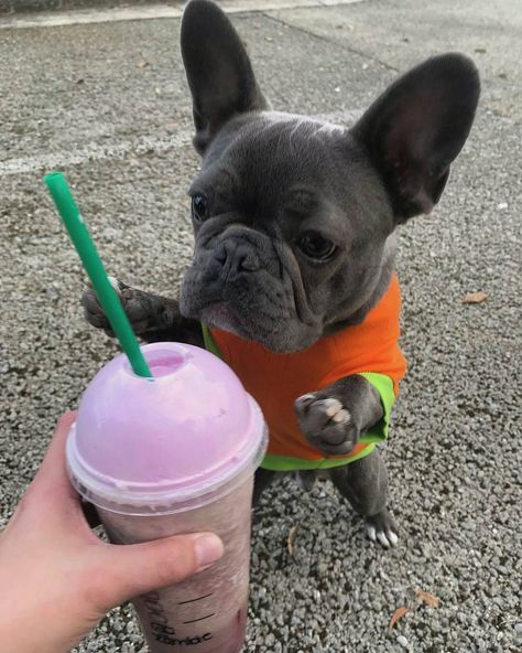 Mr. Mylo, the Blue Fawn French Bulldog Puppy-  D A I L Y F R E N C H I E  (@daily_frenchie) op Instagram: ' M R M Y L O  Feature of @bluefrenchbullgod  . #frenchbulldog #frenchbulldogpuppies…' Blue Fawn French Bulldog, Black Bulldog, Bulldogs Puppies, Blue French Bulldog Puppies, Bulldog Tshirt, Fawn French Bulldog, French Bulldog Facts, Bulldog French, Bulldog Francese