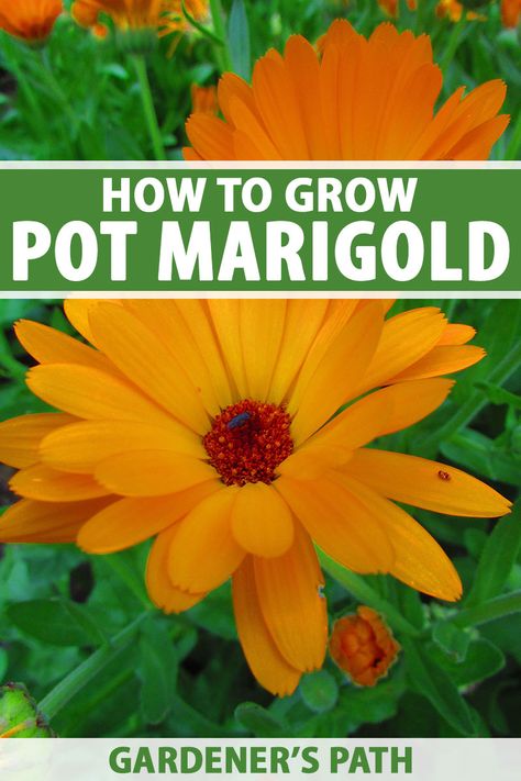 Pot marigold, also known as calendula, is an annual herb that blooms with spectacular yellow, orange, and gold flowers. With a history of medicinal use, the edible flowers can be made into a variety of herbal remedies. Learn how to plant and grow calendula on Gardener's Path. #calendula #potmarigold #gardenerspath Calendula Seeds, Marigolds In Garden, Pot Marigold, Beginners Gardening, Growing Marigolds, Gardening Herbs, Calendula Flowers, Preserving Herbs, Harvesting Herbs