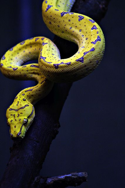 Green Tree Python Juvenile by HollyBerry255 Spiders And Snakes, Cool Snakes, Pretty Snakes, Red Snake, Cute Reptiles, Cute Snake, Reptile Snakes, Beautiful Snakes, Reptiles And Amphibians