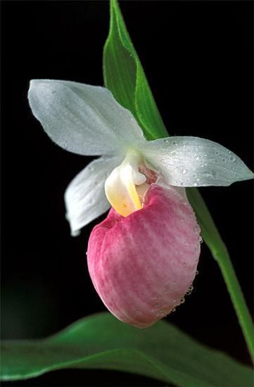 Lady Slipper Flower, Pink Lady Slipper, Slipper Orchid, Lady Slipper Orchid, Lady Slipper, Unusual Flowers, Beautiful Orchids, Favorite Flowers, Unique Flowers