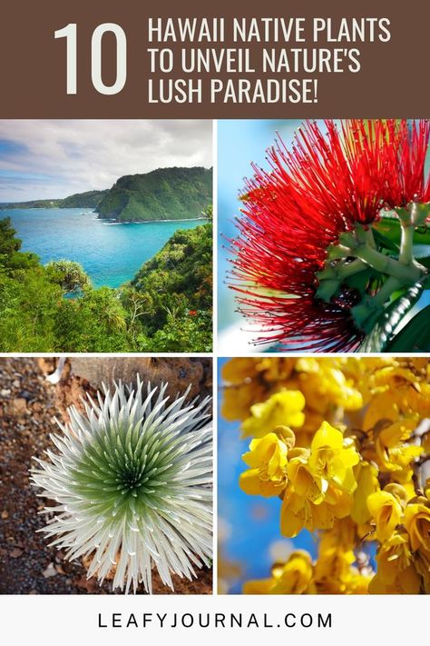 Unveil the lush paradise of Hawaii with these 10 native plants that celebrate the island's natural beauty. From vibrant hibiscus to exotic ti plants, these species bring a touch of tropical splendor to your garden. Immerse yourself in the essence of Hawaii's flora and create your own island-inspired oasis. Pin now to infuse your Pinterest boards with the spirit of Hawaii and transform your space into a paradise of nature's bounty! Hawaii Plants, Ti Plant, Hawaiian Plants, Paradise Pictures, Green Landscapes, Native Plant Gardening, Hawaii Homes, Indoor Plant Care, Nature's Bounty