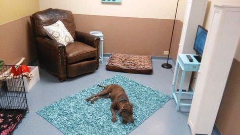 Humane Society Design, Dogs Room, Animal Shelter Design, Animal Rescue Ideas, Shelter Design, Reactive Dog, Shelter Dog, Homeless Dogs, Dog Rooms