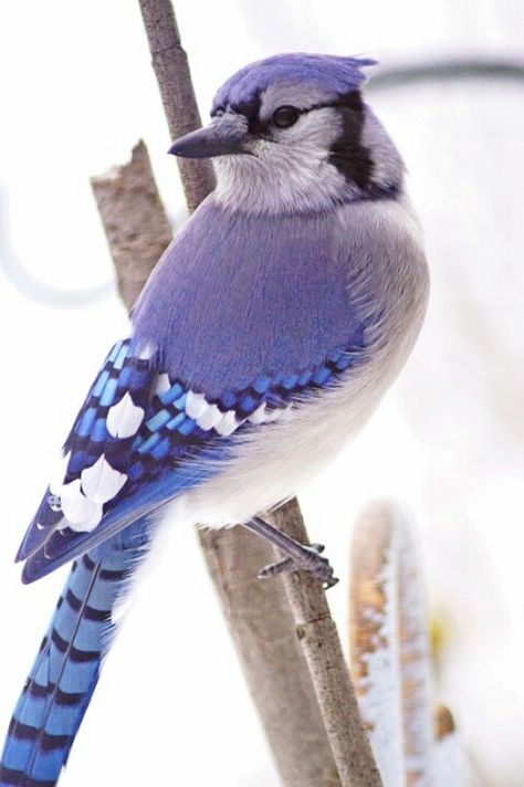 Blue Jay Periwinkle Palette, Kinds Of Birds, Nature Birds, Backyard Birds, Bird Pictures, Exotic Birds, Pretty Birds, Bird Photo, Colorful Birds