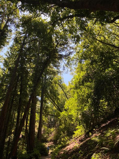 Light filtering through trees, hiking aesthetic, granola, nature, california California Forest Aesthetic, Pretty Places, Forest, California, Green