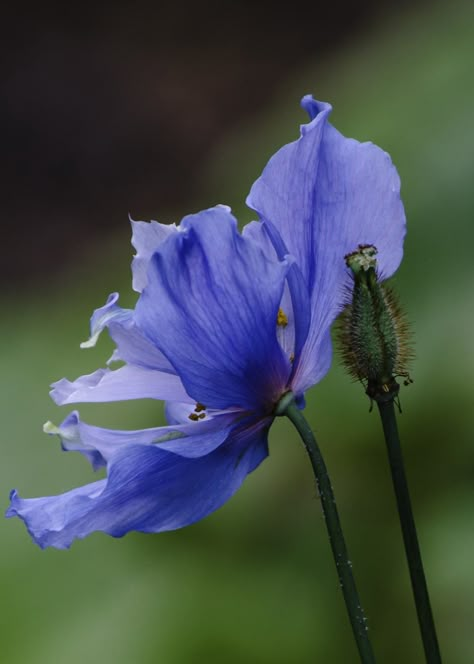 Himalayan Poppies, Himalayan Poppy, Himalayan Blue Poppy, Blue Poppies, Flower References, Plant Fungus, Poppy Art, Blue Poppy, Flower Photography