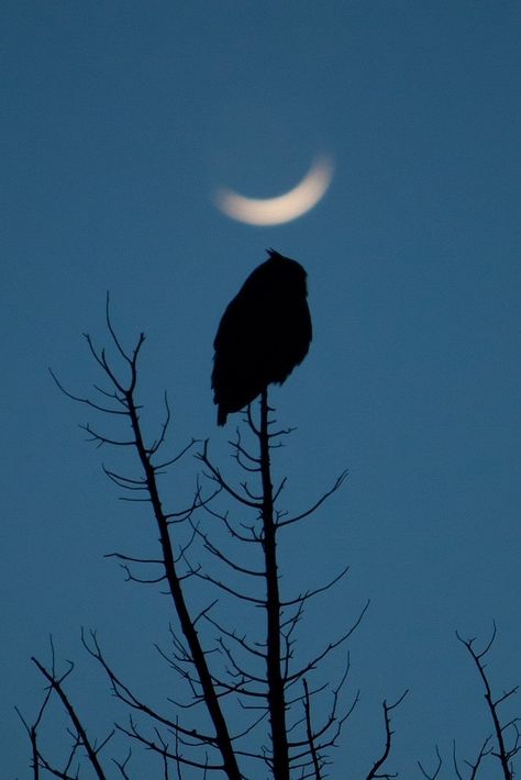 Smith Rock State Park, Owl Wallpaper, Owl Photos, Moon Pictures, Great Horned Owl, Wildlife Photos, Night Owl, Owl Art, Barn Owl