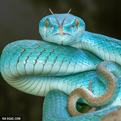 This is my favorite animal skin because of the color and scales. It reminds me of water. It's scary but so pretty. Snakes With Hats, Best Small Pets, Regnul Animal, Pretty Snakes, Blue Pits, Pit Viper, Cute Snake, Pet Snake, Beautiful Snakes