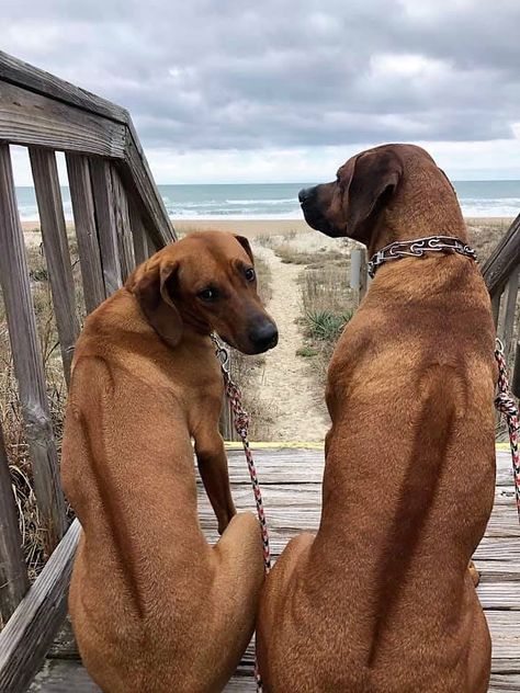 Rhodesian Ridgeback Puppy, Rodisian Ridgeback, Rodesien Ridgeback, Ridgeback Puppy, Rhodesian Ridgeback Puppies, Ridgeback Dog, Rhodesian Ridgeback Dog, Photo Study, Big Dog Breeds