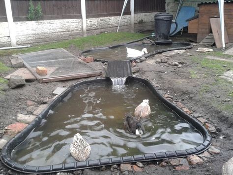 Duck Pond Filter System, Duck Enclosure, Duck Pens, Backyard Ducks, Fish Pond Gardens, Duck Coop, Raising Ducks, Pond Cleaning, Backyard Chicken Farming