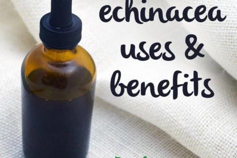 Echinacea Benefits: A Potent Natural Remedy (+ a Caution!) | Wellness Mama Echinacea Tincture, Echinacea Benefits, Wellness Mama, Mama Natural, Herbal Healing, Super Foods, Herbs For Health, Holistic Remedies, Homemade Remedies