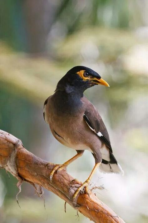 Common myna Common Myna, World Birds, Rare Birds, Bird Watcher, Quilts Ideas, Bird Pictures, All Birds, Bird Drawings, Bird Photo