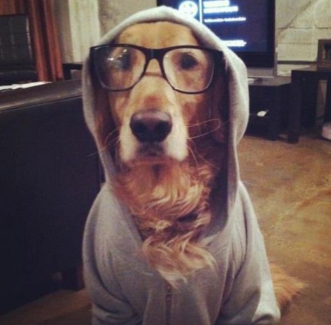 Hipster Dog, Love My Dog, Lovely Creatures, Wearing Glasses, Springer Spaniel, Cute Creatures, Cavalier King Charles, Mans Best Friend, King Charles