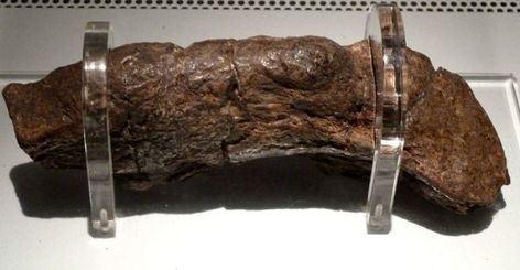 The Largest Fossilized Human Turd Ever Found Came From a Sick Viking Fire Home, Battle Of Hastings, Lloyds Bank, York England, World Animals, Prehistoric World, Archaeological Discoveries, Brain Dead, Old Norse