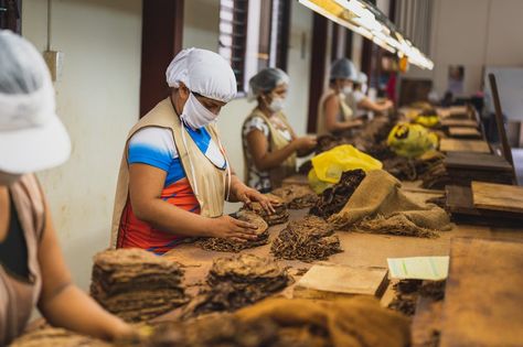 5,000+ Best Factory Worker Photos · 100% Free Download · Pexels Stock Photos Employee Productivity, Factory Work, Corporate Values, Factory Worker, Food Manufacturing, Corporate Outfits, Different Words, People Online, Food Places