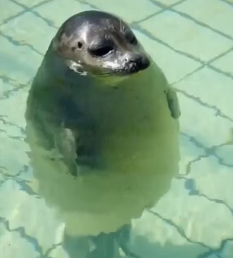 Baby Seal, A Seal, Seals, Sprinkles, Pokemon, Tags, Water, Pokémon