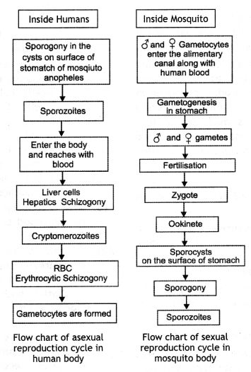 Human Health and Disease Class 12 Important Extra Questions Biology Chapter 8 – NCERT MCQ Ncert Biology, Human Health And Disease, Human Health And Disease Notes, Human Health And Disease Notes Neet, Human Health And Disease Notes Class 12, Class 12 Biology Notes Human Health And Disease, Class 11 Biology Notes Plant Kingdom, Class 10 Biology Notes Chapter 1, Biology Class 12