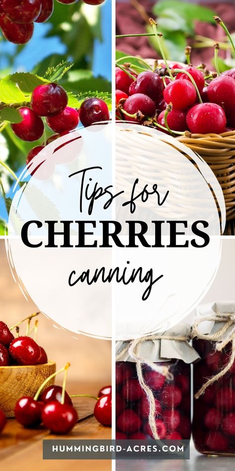 Learn how to can cherries with this easy step-by-step guide. Preserving your own food is a great way to save money and have access to fresh produce all year round. With just a few simple steps you can be on your way to enjoying homegrown cherries all winter long! homesteading for beginners, canning and preserving, from scratch cooking, How To Can Cherries, Can Cherries, Canning Cherries, Cherry Ideas, Spring Eats, Homestead Canning, Growing Cherry Trees, Homesteading For Beginners, High Acid Foods