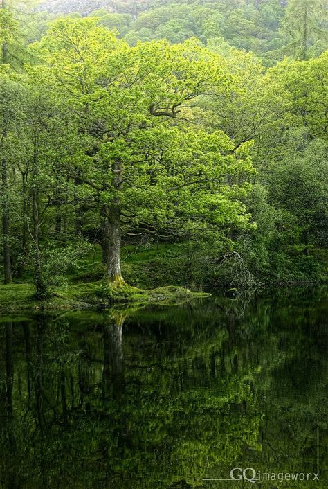 Nature Scrapbook, Cumbria England, Yew Tree, Psalm 1, English Major, Beautiful Trees, Image Nature, Small Lake, Green Power