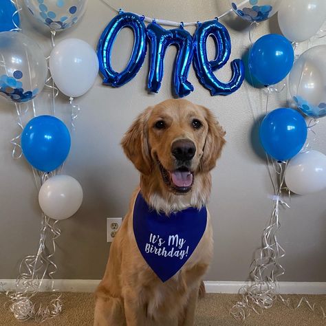 Dogs Birthday pictures, Golden Retriever, one year old. 1 Year Puppy Birthday, One Year Dog Birthday, Dog One Year Birthday, Puppy Birthday Ideas For Dogs, Dog’s Birthday Ideas, First Puppy Birthday, 1st Birthday For Dog, Golden Retriever 1st Birthday, Dog's First Birthday