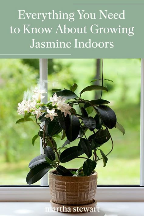 Our gardening experts break down the best ways to grow and care for indoor jasmine plants. Use these jasmine care tips to keep this fragrant houseplant stay happy and healthy throughout the year. #gardening #gardenideas #garden #houseplant #besthouseplant #marthastewart Jasmine Plant Indoor, Big Indoor Plants, Jasmine Plant, Sansevieria Trifasciata, Jasmine Flower, Bedroom Plants, Indoor Flowers, Flowering Vines, Plant Life