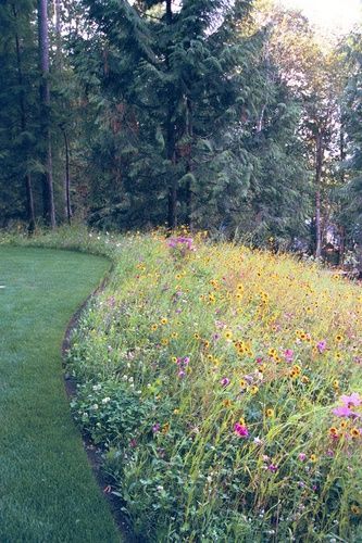 Landscaping Simple, Wild Flower Meadow, Meadow Garden, Garden Drawing, Wildflower Garden, Meadow Flowers, Garden Cottage, Lawn And Garden, Front Garden