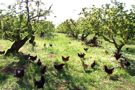 Heritage Chickens, Orchard Design, Meat Birds, Orchard Garden, Chicken Garden, Future Farms, Permaculture Design, Market Garden, Chicken Runs