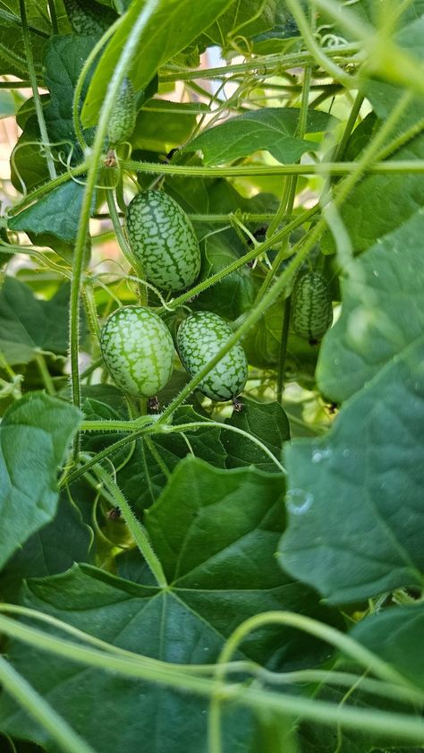 🌱 Discover the Charm of Melothria Scabra: The Cucamelon! 🍉 Meet Melothria scabra, commonly known as cucamelon, Mexican miniature watermelon, or mouse melon. This unique fruit is a blend of cucumber and melon flavors, offering a refreshing crunch with a hint of sourness. Originally domesticated in Central America, melotria is now capturing the hearts of gardeners worldwide. Why grow cucamelons? Unique Flavor: Imagine a cucumber with a tangy twist! Decorative Vine: Perfect for adding greenery... Mouse Melon, Unique Fruit, Central America, Melon, Cucumber, Watermelon, Vines, Twist, Fruit