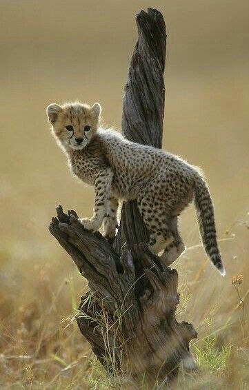 Baby Gepard Cheetah Cub, Cheetah Cubs, Baby Cheetahs, Masai Mara, Cheetahs, Large Cats, African Animals, Wildlife Animals, In The Wild