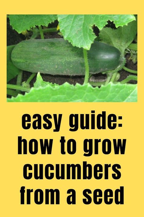 From cucumber varieties and starting the seeds to sowing in the ground and harvesting, this guide will teach you everything you need to know about how to grow cucumbers from seed. How To Grow Cucumbers, Plant Parenting, Grow Cucumbers, Cucumber Gardening, Cucumber Varieties, Japanese Cucumber, Hometalk Diy, Cucumber Beetles, Lemon Cucumber