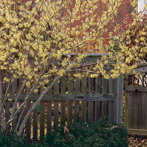 Witch Hazel Tree, Understory Plants, Fragrant Plant, Garden Shrubs, Fine Gardening, How To Attract Birds, Rain Garden, Seed Company, Witch Hazel