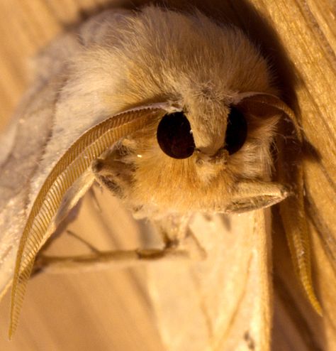 Scary looking moth eyes (Scalloped Oak Moth) | some more cre… | Flickr Moth Eyes, Moth Demon, Moth Horror, Moth With Eyes On Wings, Large Tolype Moth, Large Moth, Cute Moth, Moth Art, Creepy Crawlies