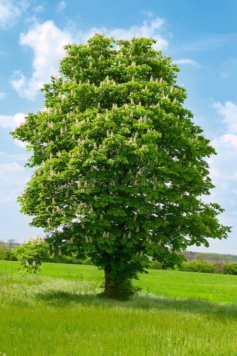 Chesnut Tree, Tree With White Flowers, White Flowering Trees, Chestnut Tree, White Blossom, Drawing Body Poses, Chestnut Trees, Human Anatomy Art, Old Trees