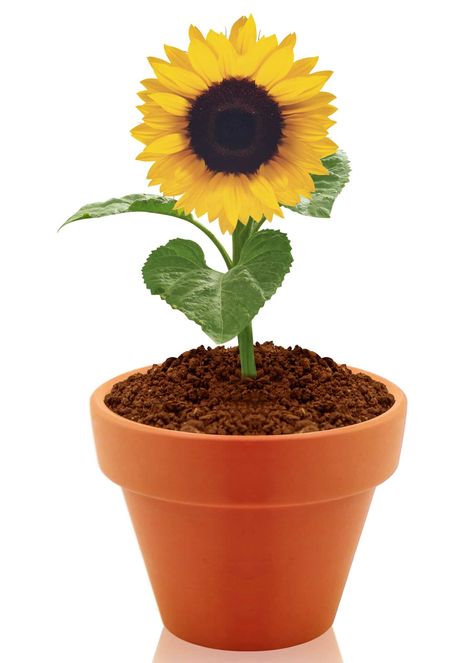 Sunflower In A Pot, How To Grow Sunflowers, Grow Sunflowers, Growing Sunflowers, Sunflower Vase, Photos Of People, Sunflower Seed, Yellow Sunflower, Clay Pot