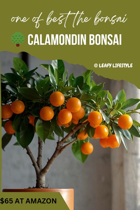 Calamondin Orange Bonsai: Your mini orange tree buddy, easy to care for and brings joy with its cute oranges and lovely scent! Citrus Plant, Love Plus, Orange Tree, Smells Amazing, Plant Lover, Just Giving, Lawn Garden, Green Leaves, Indoor Plants