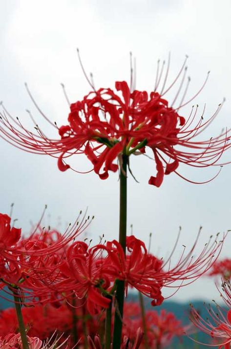 Garden Bathtub, Lycoris Radiata, Spider Lilies, Red Spider Lily, Spider Lily, Red Spider, Pretty Plants, Lily Flower, Exotic Flowers