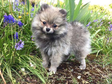 Cute cream/wolf sable Pomeranian puppy! Wolf Sable Pomeranian, Pom Dog, Pomeranian Lovers, Cute Pomeranian, Pet Animals, Aggressive Dog, Loving Friends, Pomeranian Puppy, Training Your Puppy