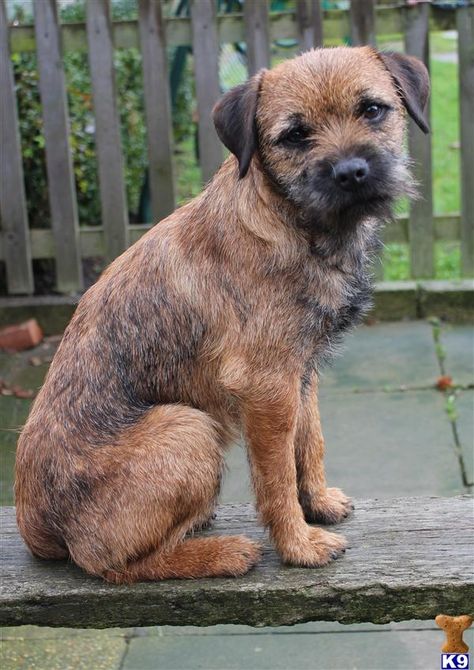 Border Terrier Border Terrier Puppy, Dog Breeds That Dont Shed, Dogs Stuff, Dogs Breeds, Terrier Breeds, About Dogs, Terrier Puppies, Terrier Puppy, Border Terrier