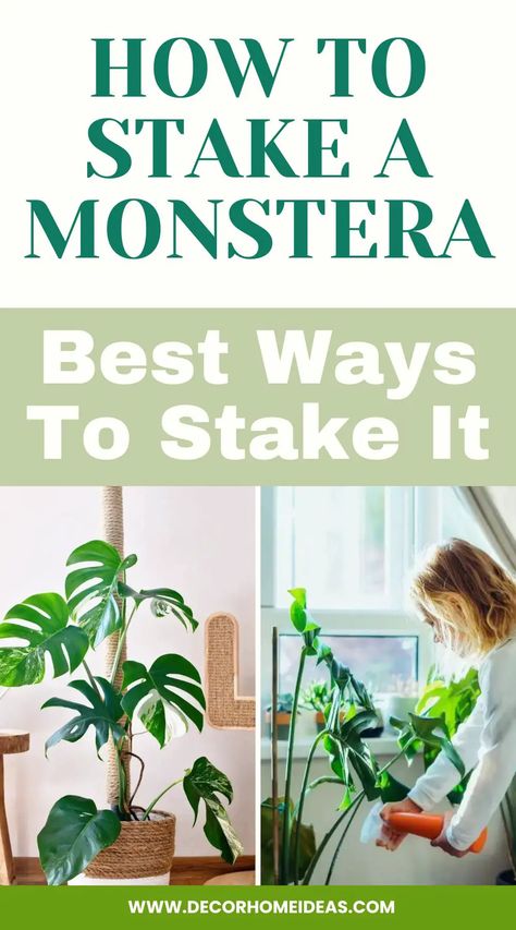 How To Stake a Monstera Spider Plant Babies, Monstera Plant Care, Vining Plants, Growing Sunflowers, Plant Structure, Miniature Orchids, Lucky Plant, Planting Tips, Bloom Where Youre Planted