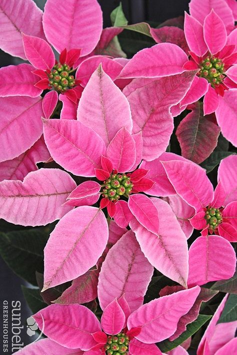 Poinsettia princettia dark pink Poinsettia Photography, Pointsetta Flower, December Birth Flowers, Leaves Pictures, Poinsettia Leaves, Pink Poinsettia, December Birth Flower, Poinsettia Plant, Flower Guide