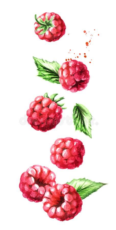 Watercolor Raspberries, Fruits Drawing, Fruits Images, Watercolor Food, Watercolor Fruit, Fruit Illustration, Fruit Painting, Fruit Art, Watercolor Illustration