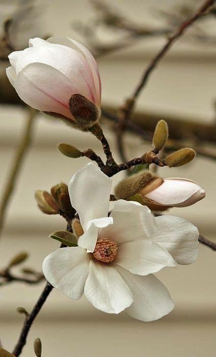 Roses Tattoos, Flower References, Flower Reference, Magnolia Trees, Have Inspiration, Flower Inspiration, Magnolia Flower, Garden Care, The Secret Garden