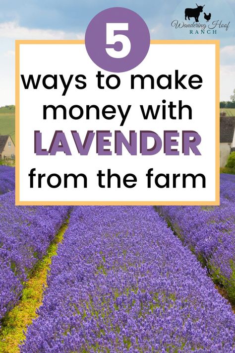 English Lavender Plant, Lavender Potpourri, Lavender Hedge, Tiny Farm, Lavender Crafts, Farm Products, Lavender Recipes, Cut Flower Farm, Growing Lavender