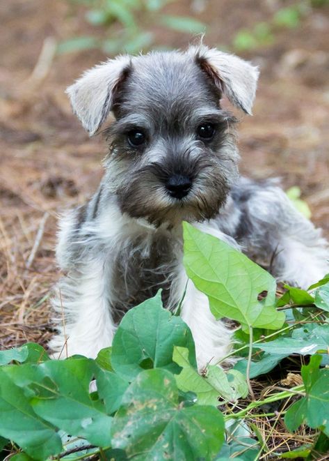 Miniature Schnauzer Puppies For Sale | Atlanta, GA Mini Schnauzer Puppies For Sale Near Me, Toy Schnauzer, Anime Puppy, Mini Schnauzer Puppies, Puppy Pose, Schnauzer Puppies, Standard Schnauzer, Dog Aesthetic, Miniature Schnauzer Puppies