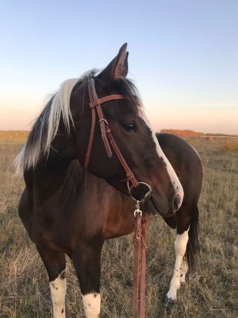 Mare Horse, Ranch Riding, Rodeo Boots, Cute Horse Pictures, Barrel Racing Horses, Bay Horse, Horse Boarding, Cowboy Horse, Horse Aesthetic