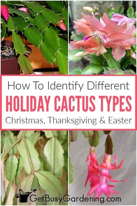 Did you know that there are actually 3 distinct types of holiday cactus? Despite what garden centers will have you believe, there’s a difference between Christmas, Thanksgiving, and Easter cacti. In this guide I share how to tell the differences between them by looking at the leaves, growth habits, and flower shape. Discover which holiday cactus varieties you’re actually growing with my easy identification tips, and you’ll be able to care for yours and help it bloom at the right time of year. Christmas Cactus Flower, Christmas Cactus Care, Oxalis Triangularis, Cactus Leaves, Christmas Cactus Plant, Easter Cactus, Thanksgiving Cactus, Funny Vine, Holiday Cactus