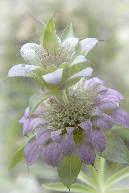 Purple Horse Mint Beautiful Purple Horse, Mint Flowers, Earth Laughs In Flowers, Unusual Flowers, All Flowers, Exotic Flowers, Flower Beauty, Purple Flower, Beautiful Blooms