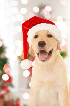 Cute puppy in santa hat and blurred living room decorated for christmas on background #labradorretriever White Lab Puppy, Lab Wallpaper, White Lab Puppies, Room Decorated For Christmas, Holiday Dog Treats, Labrador Funny, Plaid Dog Collars, Christmas Dog Collar, Yellow Labrador Retriever