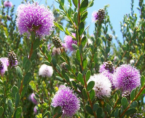 Melaleuca nesophila Myrtle Plant, Melaleuca Linariifolia, Native Illinois Plants, Nova Scotia Native Plants, Myrtle Flower, Maxillaria Tenuifolia, Plant Palette, Plants Under Trees, Australian Natives