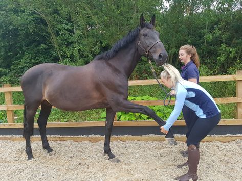 Looking for a Career in Equine Physiotherapy? Horse Physiotherapy, Vet Physiotherapy, Horse Chiropractor, Equine Physiotherapy, Animal Physiotherapy, Veterinary Physiotherapy, Equine Studies, Job Manifestation, Physio Therapy