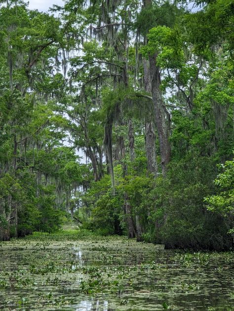 Baton Rouge Louisiana Aesthetic, Louisiana Aesthetic, Bayou Party, Louisiana Bayou, Louisiana, Small Towns, Beautiful World, Stuff To Do, New Orleans